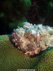 This lovely creature was ever so comfortable atop its gre... by Katherine Mckelvey 